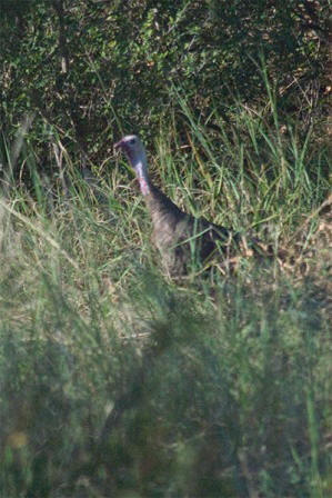 wild turkey